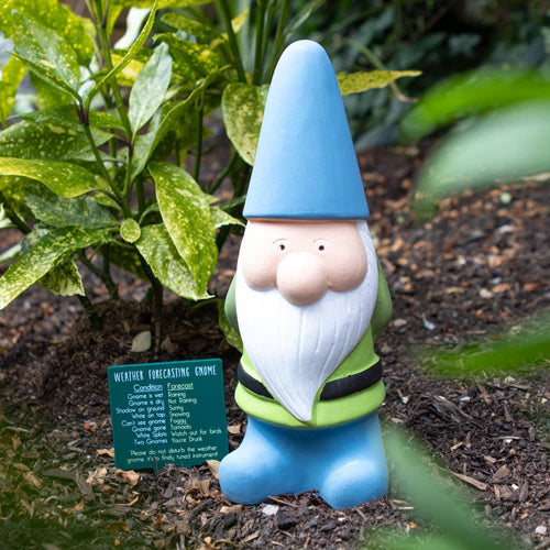 Large Blue Terracotta Weather Forecasting Gnome