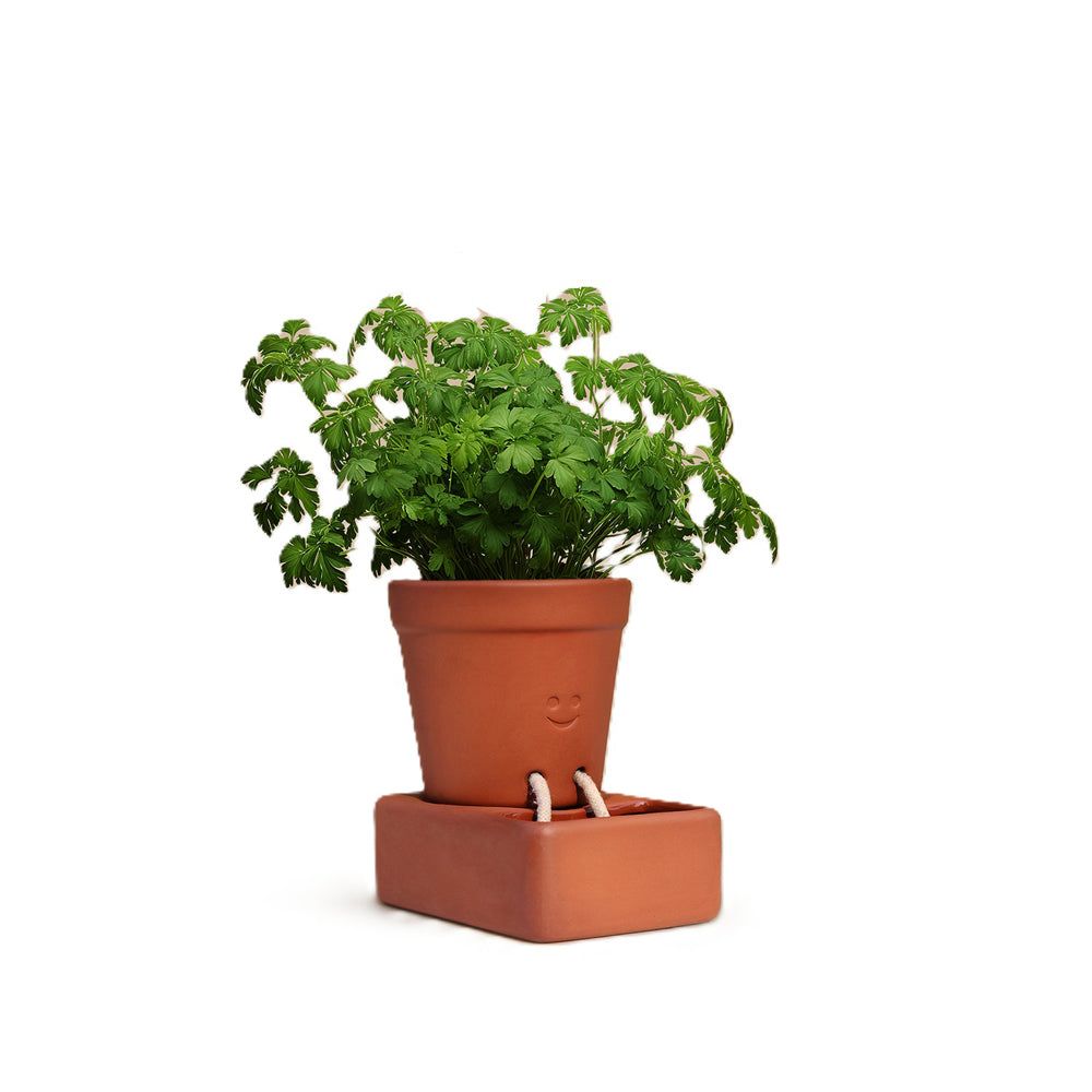 Pikkii Self Care Planter